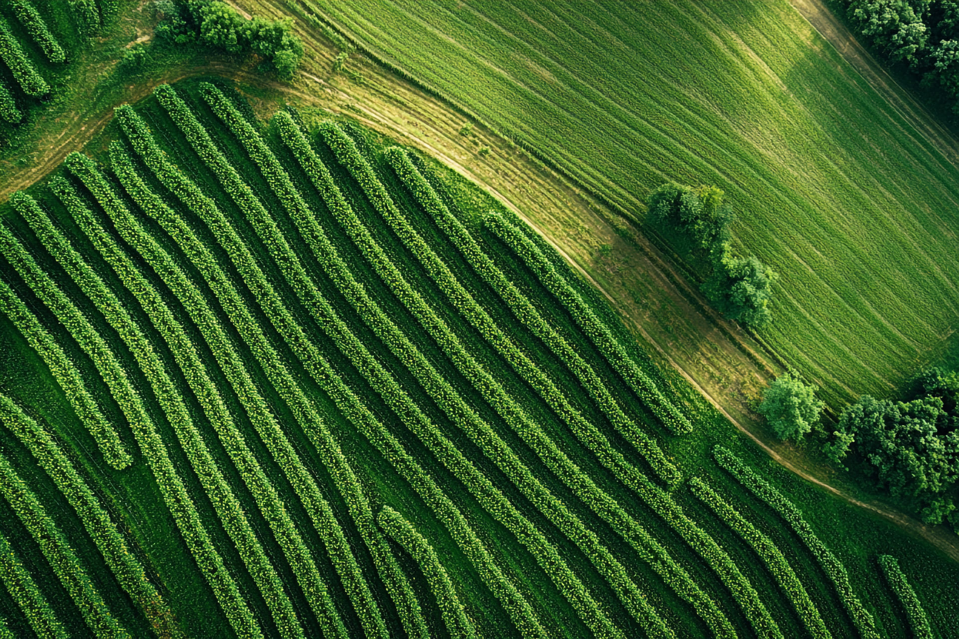 Aerial view vibrant green farmland showing crops planted rows grassy field with trees (1) (1)
